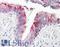 Ribosomal Protein Lateral Stalk Subunit P2 antibody, LS-B8540, Lifespan Biosciences, Immunohistochemistry frozen image 