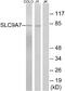 Solute Carrier Family 9 Member A7 antibody, A11831-1, Boster Biological Technology, Western Blot image 