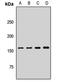 ArfGAP With RhoGAP Domain, Ankyrin Repeat And PH Domain 1 antibody, LS-C668334, Lifespan Biosciences, Western Blot image 