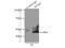 Adaptor Related Protein Complex 1 Subunit Mu 1 antibody, 12112-1-AP, Proteintech Group, Immunoprecipitation image 