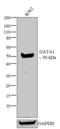 GATA Binding Protein 1 antibody, 700727, Invitrogen Antibodies, Western Blot image 