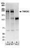 Trinucleotide Repeat Containing Adaptor 6C antibody, A303-969A, Bethyl Labs, Western Blot image 