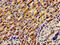 SRBC antibody, CSB-PA11079A0Rb, Cusabio, Immunohistochemistry frozen image 