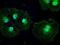 Patched 1 antibody, NBP1-47945, Novus Biologicals, Immunofluorescence image 