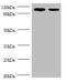 Exostosin Like Glycosyltransferase 3 antibody, A51669-100, Epigentek, Western Blot image 