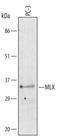 MAX Dimerization Protein MLX antibody, AF4186, R&D Systems, Western Blot image 