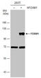 Forkhead Box M1 antibody, GTX100276, GeneTex, Western Blot image 