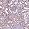 Ubiquilin 4 antibody, HPA061797, Atlas Antibodies, Immunohistochemistry paraffin image 