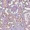 Ubiquilin-4 antibody, HPA061797, Atlas Antibodies, Immunohistochemistry paraffin image 