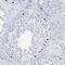 Solute Carrier Family 35 Member A5 antibody, HPA035519, Atlas Antibodies, Immunohistochemistry paraffin image 
