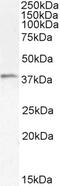 Hepatitis A Virus Cellular Receptor 2 antibody, 46-495, ProSci, Enzyme Linked Immunosorbent Assay image 