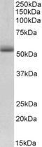 Tripartite Motif Containing 72 antibody, STJ72398, St John