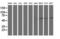 Archain 1 antibody, LS-C173756, Lifespan Biosciences, Western Blot image 