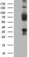 TLE Family Member 2, Transcriptional Corepressor antibody, MA5-25851, Invitrogen Antibodies, Western Blot image 