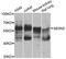 Sestrin 2 antibody, STJ29651, St John