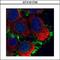 Moesin antibody, GTX101708, GeneTex, Immunofluorescence image 