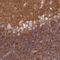 Neuroplastin antibody, HPA051497, Atlas Antibodies, Immunohistochemistry frozen image 