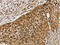 Structural maintenance of chromosomes protein 6 antibody, CSB-PA571155, Cusabio, Immunohistochemistry frozen image 