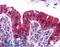 Chromobox 4 antibody, LS-B128, Lifespan Biosciences, Immunohistochemistry paraffin image 