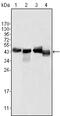 Apolipoprotein A4 antibody, MBS830657, MyBioSource, Western Blot image 