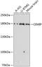 Cell Migration Inducing Hyaluronidase 1 antibody, 23-676, ProSci, Western Blot image 