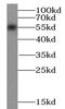 Sestrin-2 antibody, FNab07762, FineTest, Western Blot image 