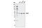 Dihydrolipoamide S-Succinyltransferase antibody, 5556S, Cell Signaling Technology, Western Blot image 