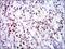 Cyclin Dependent Kinase 2 antibody, MA5-17052, Invitrogen Antibodies, Immunohistochemistry frozen image 