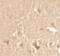 Cyclin T1 antibody, PA5-34507, Invitrogen Antibodies, Immunohistochemistry paraffin image 
