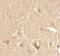 Cyclin T1 antibody, PA5-34507, Invitrogen Antibodies, Immunohistochemistry paraffin image 