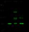 Sex comb on midleg-like protein 2 antibody, 101753-T32, Sino Biological, Western Blot image 