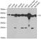 Citrate Synthase antibody, A05128, Boster Biological Technology, Western Blot image 