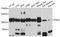 Polymeric Immunoglobulin Receptor antibody, STJ27883, St John