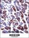 Dihydropyrimidinase Like 3 antibody, 57-578, ProSci, Immunohistochemistry paraffin image 