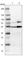 MAPK Activated Protein Kinase 5 antibody, HPA015515, Atlas Antibodies, Western Blot image 