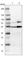 MAP kinase-activated protein kinase 5 antibody, HPA015515, Atlas Antibodies, Western Blot image 