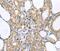 Lethal(2) giant larvae protein homolog 2 antibody, PA5-50822, Invitrogen Antibodies, Immunohistochemistry frozen image 