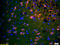 Tachykinin Receptor 1 antibody, 250870, Abbiotec, Immunohistochemistry paraffin image 