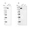 Neurofilament Medium antibody, NBP1-87753, Novus Biologicals, Western Blot image 