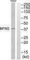 MFNG O-Fucosylpeptide 3-Beta-N-Acetylglucosaminyltransferase antibody, PA5-39055, Invitrogen Antibodies, Western Blot image 