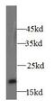 Gamma-Glutamylamine Cyclotransferase antibody, FNab00013, FineTest, Western Blot image 