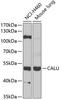 Calumenin antibody, 22-295, ProSci, Western Blot image 