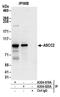 Activating Signal Cointegrator 1 Complex Subunit 2 antibody, A304-019A, Bethyl Labs, Immunoprecipitation image 