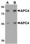 Anaphase Promoting Complex Subunit 4 antibody, orb75409, Biorbyt, Western Blot image 
