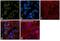 High Mobility Group Box 1 antibody, MA5-17277, Invitrogen Antibodies, Immunofluorescence image 