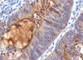 Secretory Component antibody, V9015SAF-100UG, NSJ Bioreagents, Flow Cytometry image 