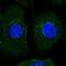 Adhesion Molecule With Ig Like Domain 2 antibody, NBP2-56648, Novus Biologicals, Immunofluorescence image 