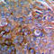 Paxillin antibody, LS-C358273, Lifespan Biosciences, Immunohistochemistry frozen image 