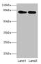 LHRHR antibody, CSB-PA012911LA01HU, Cusabio, Western Blot image 