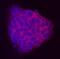 Testis-expressed protein 19.1 antibody, MAB6645, R&D Systems, Immunocytochemistry image 